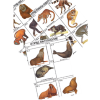 Комплект дидактических карточек: "Систематика и экология млекопитающих" (96 штук, цвет., лам.) - «globural.ru» - Якутск