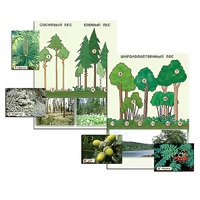 Гербарий фотографический "Растительные сообщества. Лес" (раздаточный) - «globural.ru» - Якутск