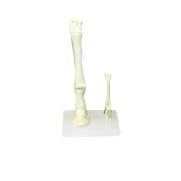 Модель "Скелет конечностей лошади и овцы" (на подставке) - «globural.ru» - Якутск