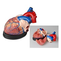 Модель сердца в разрезе (демонстрационная) - «globural.ru» - Якутск