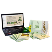 Гербарий натурально-интерактивный "Дикорастущие растения" - «globural.ru» - Якутск