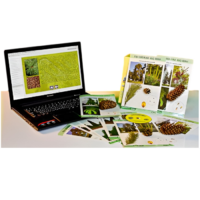 Коллекция натурально-интерактивная "Голосеменные растения" - «globural.ru» - Якутск