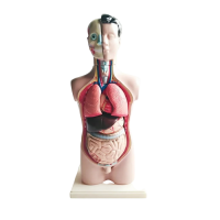 Торс человека разборный - «globural.ru» - Якутск