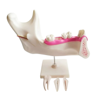 Комплект моделей - «globural.ru» - Якутск