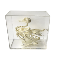 Комплект скелетов различных классов животных - «globural.ru» - Якутск