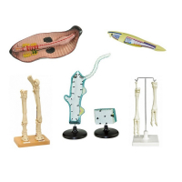 Комплект зоологических моделей демонстрационный - «globural.ru» - Якутск