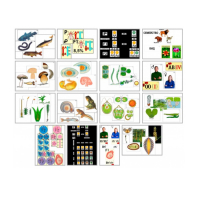 Комплект моделей-аппликаций демонстрационный - «globural.ru» - Якутск