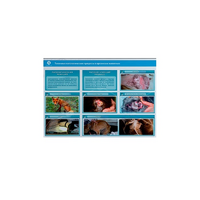 Стенд-планшет светодинамический "Изучение типических патологических процессов в организмах животных" - «globural.ru» - Якутск