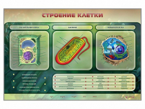 Электрифицированный стенд "Строение клетки" с маркерными полями - «globural.ru» - Якутск