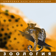 Зоология. (Цифровая база изображений) - «globural.ru» - Якутск