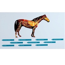 Стенд-планшет светодинамический "Изучение кровеносной системы сельскохозяйственных животных" со сменными панелями - «globural.ru» - Якутск