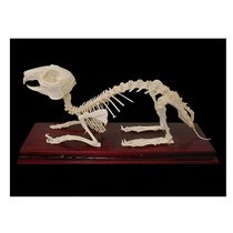 Скелет кролика - «globural.ru» - Якутск