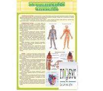 Стенд "Кровеносная система" - «globural.ru» - Якутск