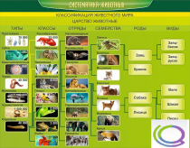 Стенд "Систематика животных" - «globural.ru» - Якутск