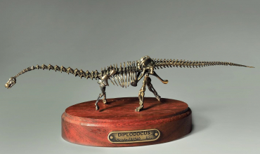 Модель скелета динозавра Diplodocus  (вариант 2) - «globural.ru» - Якутск