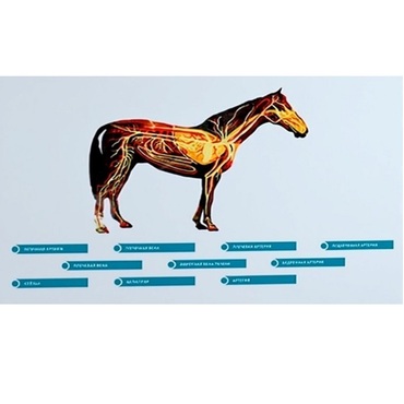 Стенд-планшет светодинамический "Изучение кровеносной системы сельскохозяйственных животных" со сменными панелями - «globural.ru» - Якутск